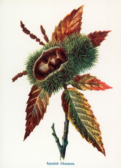 Wild Fruits of the Country-side: Spanish Chestnut by Frederick Edward Hulme
