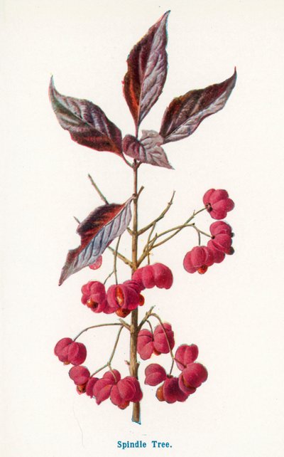 Wild Fruits of the Country-side: Spindle Tree by Frederick Edward Hulme