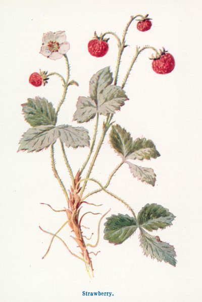 Wild Fruits of the Country-side: Strawberry by Frederick Edward Hulme