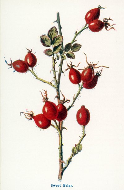 Wild Fruits of the Country-side: Sweet Briar by Frederick Edward Hulme