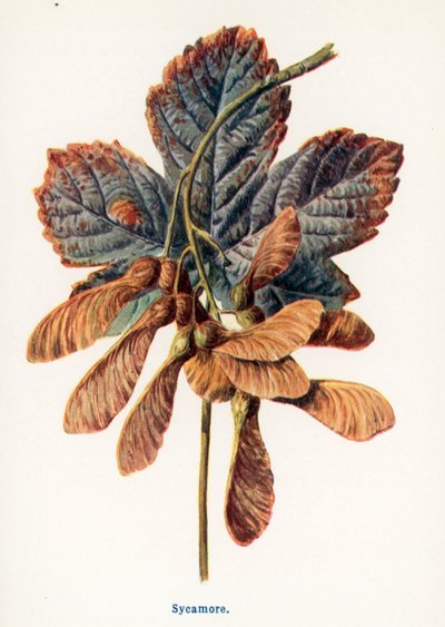 Wild Fruits of the Country-side: Sycamore by Frederick Edward Hulme