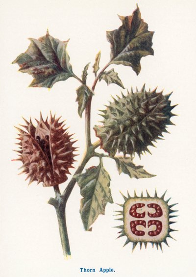 Wild Fruits of the Country-side: Thorn Apple by Frederick Edward Hulme