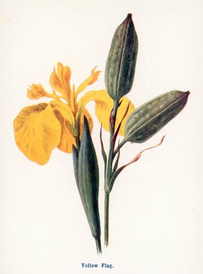 Wild Fruits of the Countryside: Yellow Flag by Frederick Edward Hulme
