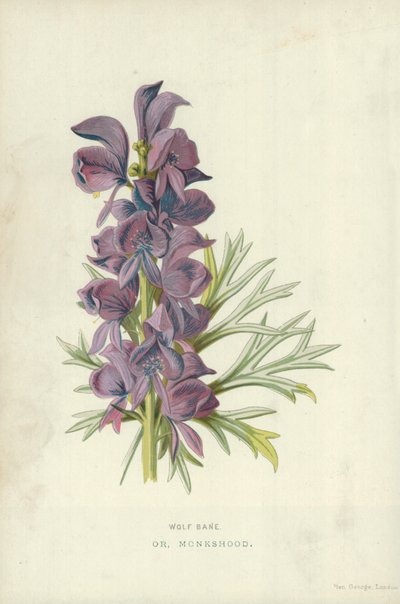 Wolf Bane, or Monkshood by Frederick Edward Hulme