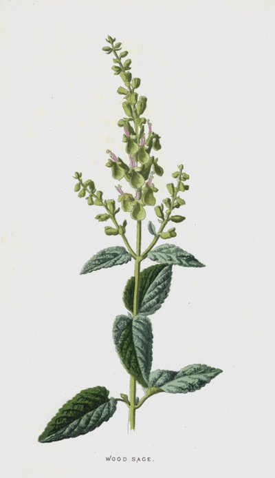 Wood Sage by Frederick Edward Hulme