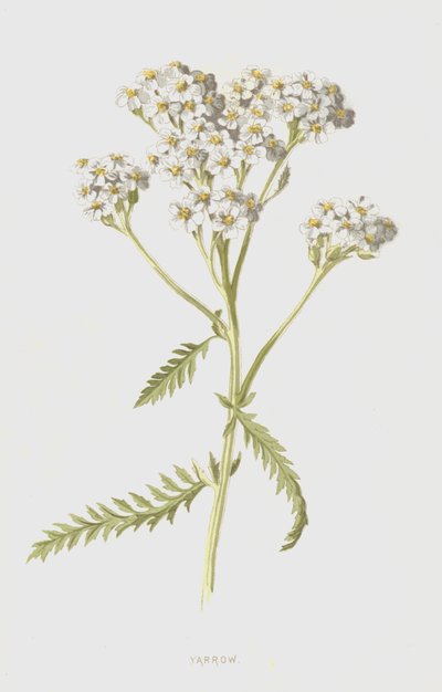 Yarrow by Frederick Edward Hulme