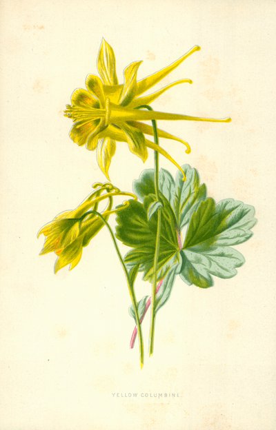Yellow Columbine by Frederick Edward Hulme