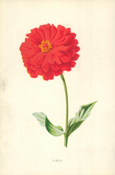 Zinnia by Frederick Edward Hulme