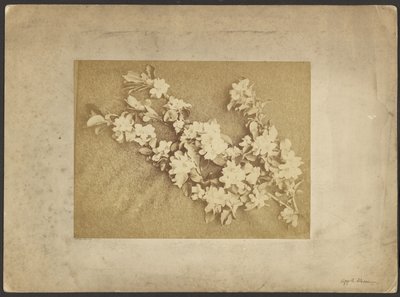 Apple Blossom by Frederick H. Hollyer