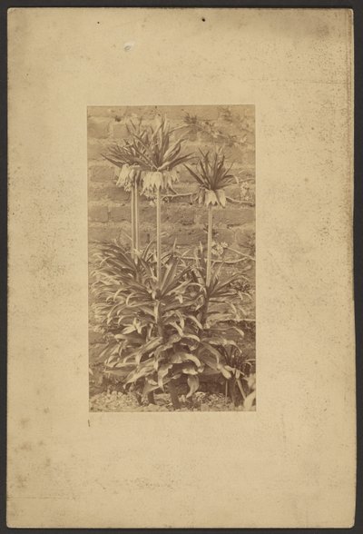 Plant by Frederick H. Hollyer