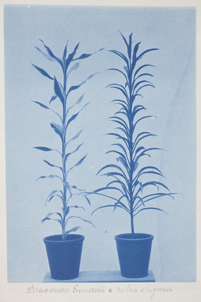 Draconas Sunderii et Rubia Elogans, Late 19th–Early 20th Century by Frederick K. Coulson