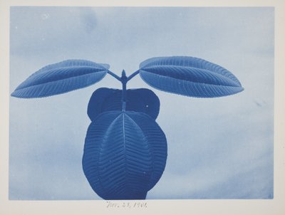 Tibouchina, November 28 by Frederick K. Coulson