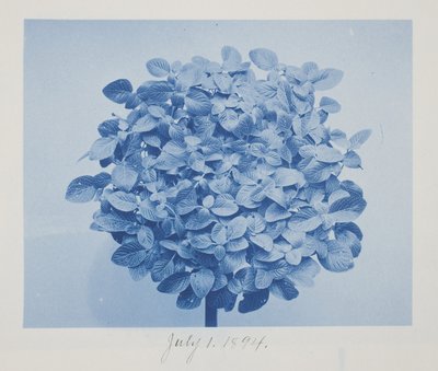 Untitled, July 1 by Frederick K. Coulson