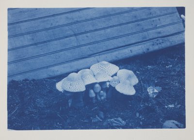 Untitled, late 19th–early 20th century by Frederick K. Coulson
