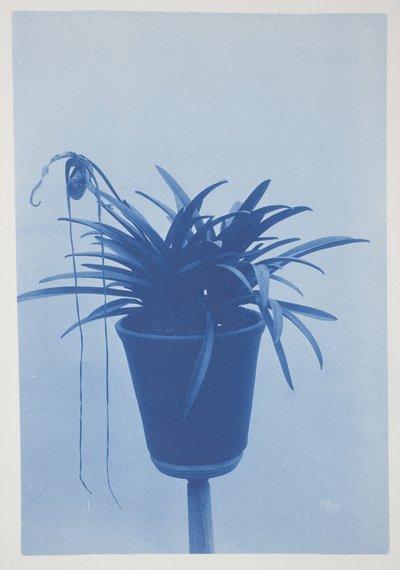 Untitled, late 19th–early 20th century by Frederick K. Coulson