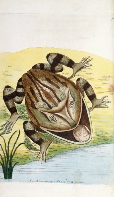 Horned Frog by Frederick Polydor Nodder