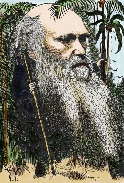 Charles Darwin (1809-1882) Caricature by F. Waddy by Frederick Waddy