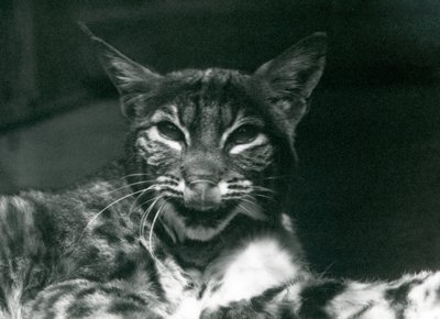 A Baby Lynx Bobcat licking its lips, London Zoo, June 1925 by Frederick William Bond