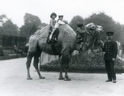A Bactrian Camel ride with keeper Harry Warwick at London Zoo, June 1924 by Frederick William Bond