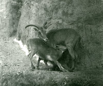 A Barbary Sheep Feeding Her Lamb on the Mappin Terraces, London Zoo (August 1927) by Frederick William Bond