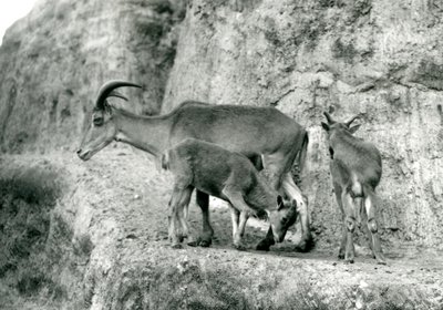 A Barbary Sheep Standing with Her Two Young on the Mappin Terraces, London Zoo, August 1927 by Frederick William Bond