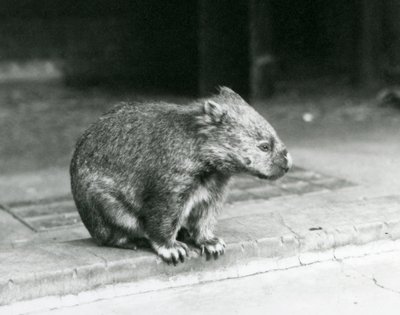 A Bare-nosed/Common/Coarse Haired Wombat sitting on the ground at London Zoo in 1929 by Frederick William Bond