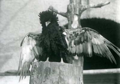 A Bateleur Eagle Stands on a Tree Stump and Spreads Its Wings, London Zoo, 1925 by Frederick William Bond