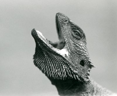 A Bearded Dragon looking upwards and gaping, London Zoo, August 1928 by Frederick William Bond