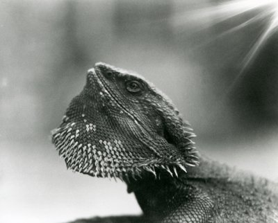 A Bearded Lizard looking up at London Zoo in 1930 by Frederick William Bond