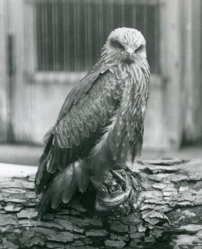 A Black Kite resting on a log, London Zoo, August 1926 by Frederick William Bond