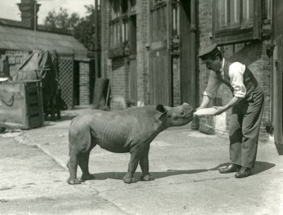 A Black Rhinoceros Calf Being Bottle Fed by Its Keeper, London Zoo, September 1928 by Frederick William Bond