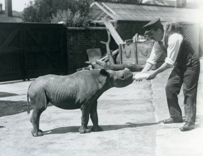 A Black Rhinoceros calf being bottle fed by its keeper, London Zoo, September 1928 by Frederick William Bond