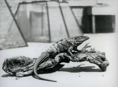 A Black Spiny-tailed Iguana resting on a log at London Zoo in August 1928 by Frederick William Bond