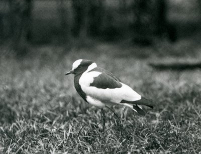 A Blacksmith Lapwing standing on grass at London Zoo, August 1927 by Frederick William Bond