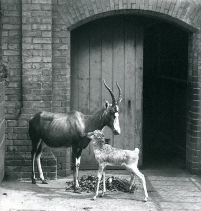 A Blesbok Calf with Its Mother at London Zoo by Frederick William Bond
