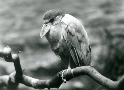 A Boat-billed Heron sitting on a branch at London Zoo, June 1924 by Frederick William Bond