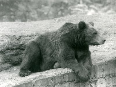 A Brown Bear resting on a ledge at London Zoo by Frederick William Bond