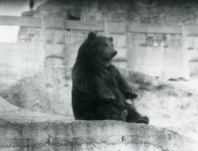 A Brown Bear Sitting Up in Its Enclosure at the Foot of the Mappin Terraces at London Zoo by Frederick William Bond