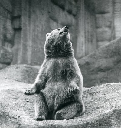 A Brown Bear Sitting Up on a Rocky Ledge at London Zoo in September 1927 by Frederick William Bond