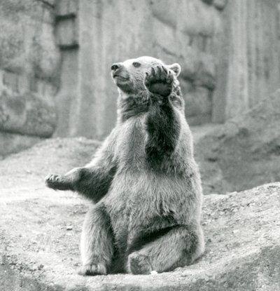 A Brown Bear Sitting Up on a Rocky Ledge, Waving One of Its Front Paws, London Zoo, September 1927 by Frederick William Bond