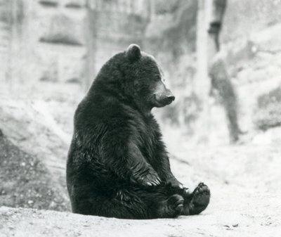 A Brown Bear Sitting Up on the Rocks of the Mappin Terraces, London Zoo by Frederick William Bond