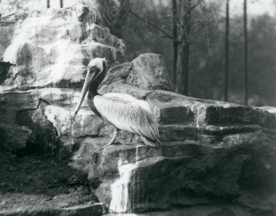A Brown Pelican Standing on Rocks at London Zoo (June 1927) by Frederick William Bond