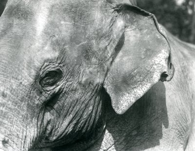 A Burmese Elephant, London Zoo, September 1926 by Frederick William Bond