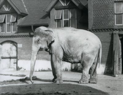 A Burmese Elephant Standing Outside the Elephant House, London Zoo by Frederick William Bond