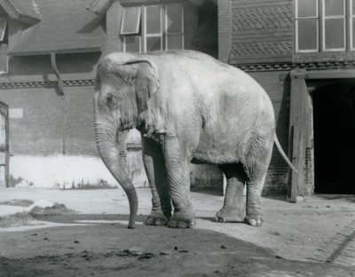 A Burmese Elephant standing outside the Elephant House at London Zoo in 1929 by Frederick William Bond