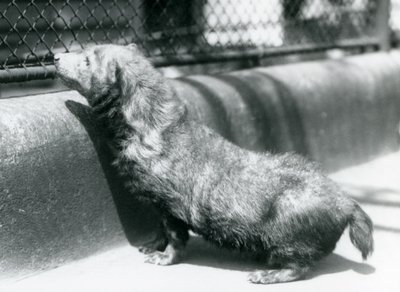 A Bush Dog at London Zoo, June 1925 by Frederick William Bond