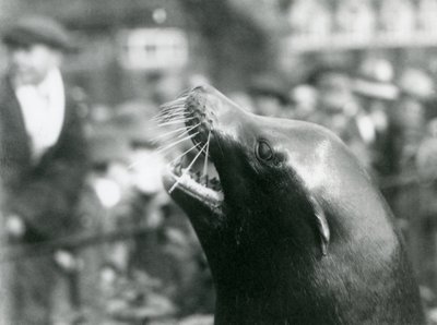 A California Sea Lion at London Zoo, October 1924 by Frederick William Bond