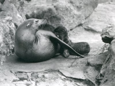 A California Sea Lion nursing her one hour old pup, London Zoo, July 1925 by Frederick William Bond