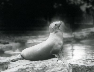 California Sea Lion at London Zoo, September 1925 by Frederick William Bond