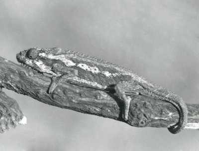 A Cape Dwarf Chameleon Holding on to a Branch, London Zoo (1927) by Frederick William Bond